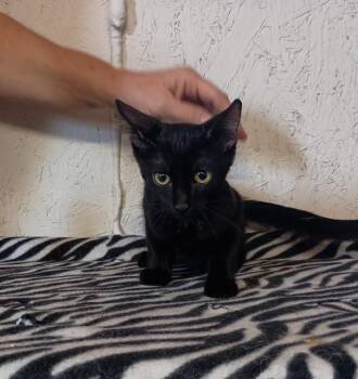 Rescue Domestic Short Hair Cats for Adoption in Centerton, Arkansas - Steve | PetCurious