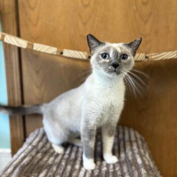 Tatiana***ADOPTION PENDING*** -  Domestic Short Hair and Siamese Cat for Adoption in Fargo, North Dakota - Tatiana***ADOPTION PENDING*** | PetCurious