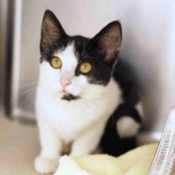 The Original Italian -  Domestic Short Hair Cat for Adoption in Atlanta, Georgia - The Original Italian | PetCurious