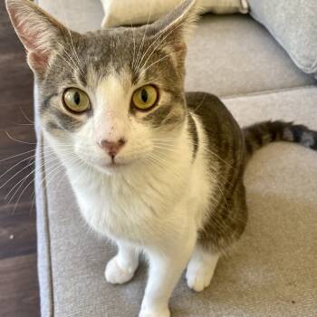 Rescue Domestic Short Hair Cats for Adoption in Los Angeles, California - Anderson | PetCurious