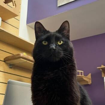 Pastrami -  Domestic Short Hair Cat for Adoption in Houston, Texas - Pastrami | PetCurious