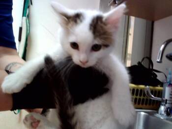Domestic Short Hair Cats Available for Adoption in Martinez, California - SATURN | PetCurious