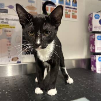 Keel -  Domestic Short Hair and Domestic Long Hair Cat for Adoption in League City, Texas - Keel | PetCurious
