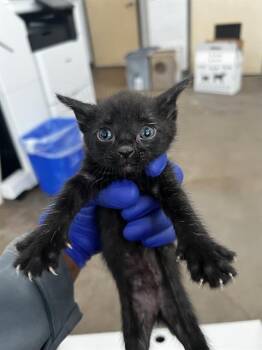 SNICKERS -  Domestic Medium Hair Cat for Adoption in Dallas, Texas - SNICKERS | PetCurious