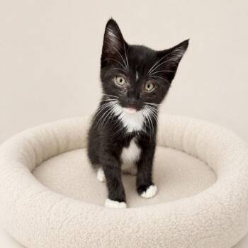 Dahlia -  Domestic Short Hair Cat for Adoption in Redwood Falls, Minnesota - Dahlia | PetCurious