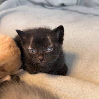 Harley -  Domestic Medium Hair Cat for Adoption in Madisonville, Tennessee - Harley | PetCurious