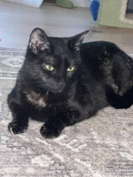 Domestic Short Hair Cats Available for Adoption - Mona | PetCurious