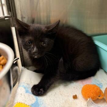 Vader -  Domestic Short Hair Cat for Adoption in Richmond, Indiana - Vader | PetCurious