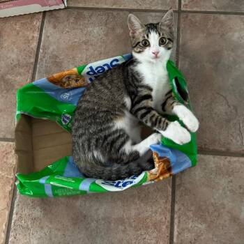 Emma 3 -  Domestic Short Hair Cat for Adoption in Bulverde, Texas - Emma 3 | PetCurious