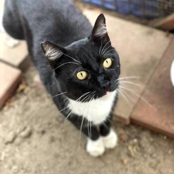 Rescue Domestic Short Hair Cats for Adoption in Long Beach, California - Winston | PetCurious