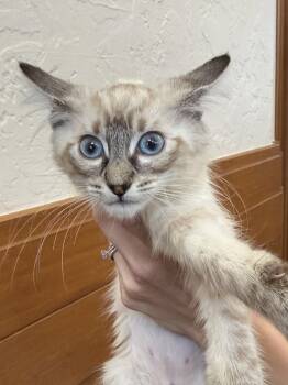 Whisper ( CG ) -  Siamese and Domestic Long Hair Cat for Adoption in Vallejo, California - Whisper ( CG ) | PetCurious