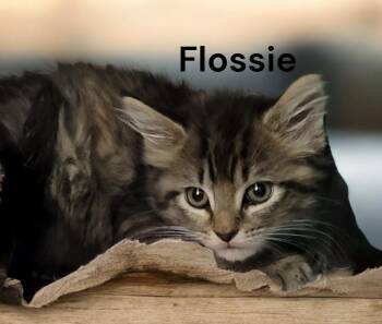 Tabby Cats Available for Adoption in Weems, Virginia - Flossie | PetCurious