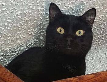 Yin -  Domestic Short Hair Cat for Adoption in Dayton, Minnesota - Yin | PetCurious