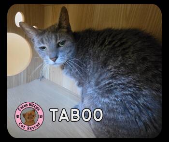 Domestic Short Hair Cats Available for Adoption in Hershey, Pennsylvania - Taboo | PetCurious
