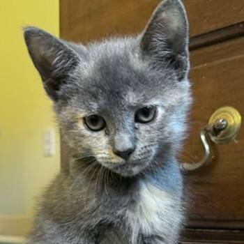 Dorian -  Domestic Short Hair Cat for Adoption in Bedford, New Hampshire - Dorian | PetCurious