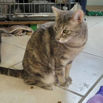 Scary Spice -  Domestic Short Hair Cat for Adoption in Manchester, New Hampshire - Scary Spice | PetCurious