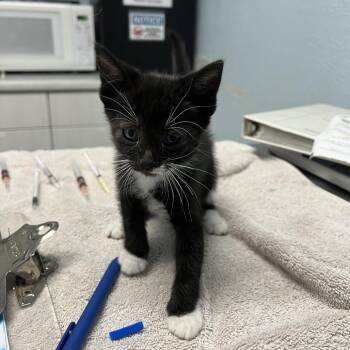 Pickle -  Domestic Short Hair Cat for Adoption in Riverside, California - Pickle | PetCurious