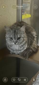 Ragdoll Cats Available for Adoption in Lehigh Acres, Florida - Olivia  | PetCurious