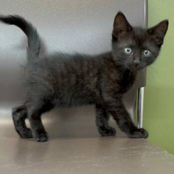 Lettus (SGN) -  Domestic Short Hair Cat Available for Adoption in Janesville, Wisconsin - Lettus (SGN) | PetCurious