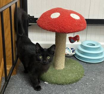 Rhett -  Domestic Long Hair Cat for Adoption in Johnson City, Tennessee - Rhett | PetCurious