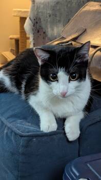 Rescue Domestic Short Hair Cats for Adoption in Dallas, Texas - Sophie W | PetCurious