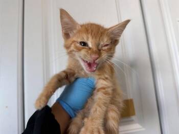 Domestic Short Hair Cats Available for Adoption in San Bernardino, California - VINCENT | PetCurious
