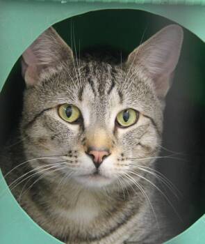 Biscoff -  Domestic Short Hair Cat for Adoption in Norton, Massachusetts - Biscoff | PetCurious
