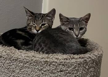 Parkour and Platinum -  Tabby Cat for Adoption in New Kensington, Pennsylvania - Parkour And Platinum | PetCurious