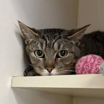 Carlos -  Domestic Short Hair and Mixed Breed Cat for Adoption in Dekalb, Illinois - Carlos | PetCurious