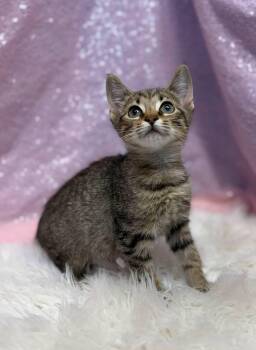 Triscuit -  Domestic Short Hair Cat for Adoption in Clarkesville, Georgia - Triscuit | PetCurious