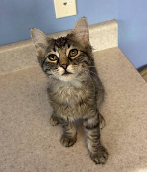 Domestic Long Hair Cats Available for Adoption in Brookings, South Dakota - Sally | PetCurious