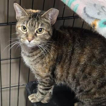 Wendy -  Domestic Short Hair Cat for Adoption in Mokena, Illinois - Wendy | PetCurious