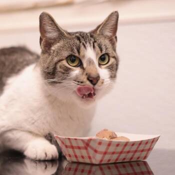 Domestic Short Hair Cats Available for Adoption in Philadelphia, Pennsylvania - Amber | PetCurious