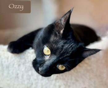 Ozzy (AKA Shadow) -  Domestic Short Hair Cat for Adoption in Chalfont, Pennsylvania - Ozzy (AKA Shadow) | PetCurious