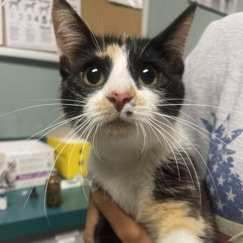 Domestic Short Hair Cats Available for Adoption in Lenexa, Kansas - Beatrice | PetCurious
