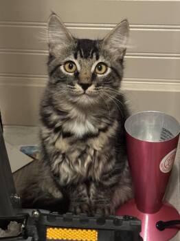 Cedric -  Domestic Medium Hair Cat for Adoption in San Tan Valley, Arizona - Cedric | PetCurious