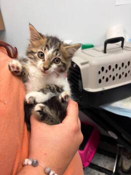 Mary Ellen -  Domestic Long Hair Cat for Adoption in Republic, Missouri - Mary Ellen | PetCurious