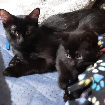 Domestic Medium Hair Cats Available for Adoption in Overland Park, Kansas - Pepper | PetCurious