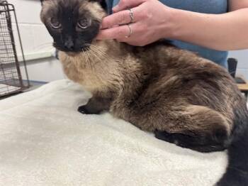 Domestic Short Hair Cats Available for Adoption in Colorado Springs, Colorado - ZOEY | PetCurious