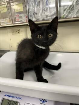 *MOTOR -  Domestic Short Hair Cat for Adoption in Woodland, California - *MOTOR | PetCurious
