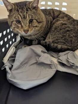 Domestic Short Hair Cats Available for Adoption - Tim Tim | PetCurious