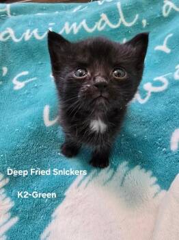 Deep Fried Snickers -  Domestic Medium Hair Cat for Adoption in Fort Collins, Colorado - Deep Fried Snickers | PetCurious