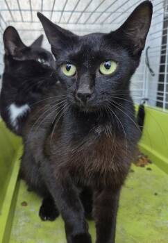 ELOISE -  Domestic Short Hair Cat for Adoption in San Antonio, Texas - ELOISE | PetCurious