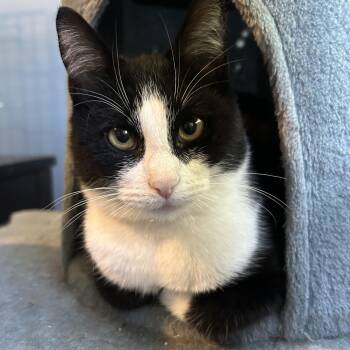 Rescue Domestic Short Hair Cats for Adoption - Quinn 0425 | PetCurious