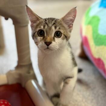 Double Bubble -  Domestic Short Hair Cat Available for Adoption in Sarasota, Florida - Double Bubble | PetCurious