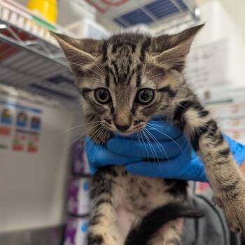 Domestic Short Hair Cats Available for Adoption in League City, Texas - Inca | PetCurious