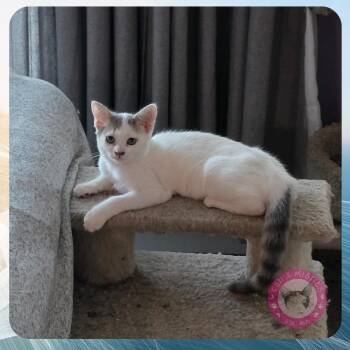 Rescue Domestic Short Hair Cats for Adoption in Santa Ana, California - Isla | PetCurious