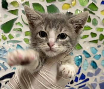 MARCY -  Domestic Short Hair Cat for Adoption in Pensacola, Florida - MARCY | PetCurious