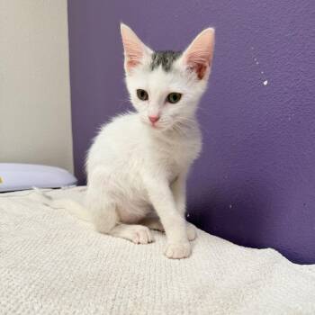 Shawn -  Domestic Short Hair Cat for Adoption in Englewood, Florida - Shawn | PetCurious