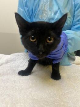 Bagpipe -  Domestic Short Hair Cat for Adoption in Raleigh, North Carolina - Bagpipe | PetCurious
